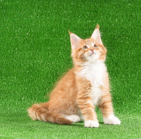 Playful Maine Coon kitten posing over green grass backgroundの写真素材