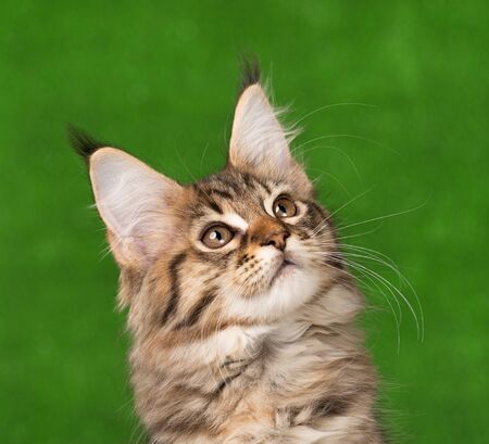 Portrait of Maine Coon kitten over green grass backgroundの写真素材