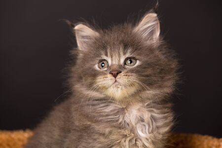 Maine Coon kitten on the scratching-stone over black backgroundの写真素材