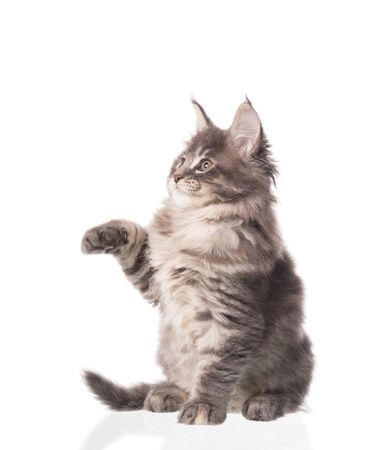 Fluffy Maine Coon kitten isolated over white backgroundの写真素材