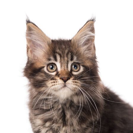 Portrait of Maine Coon kitten isolated over white backgroundの写真素材