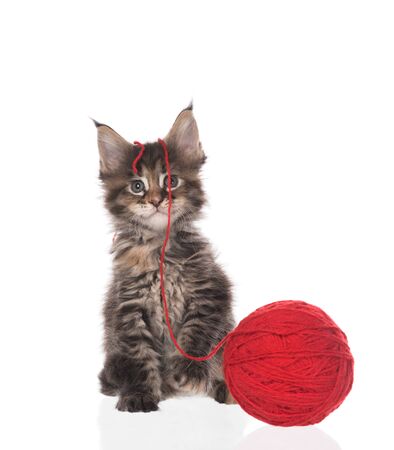 Maine Coon kitten with yarn ball toy isolated over white backgroundの写真素材