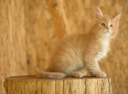 Cute Maine Coon kitten on the stump in the open-air cageの写真素材
