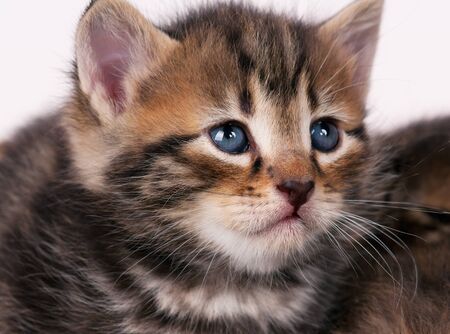 Sad small siberian kitten over grey background close-upの写真素材