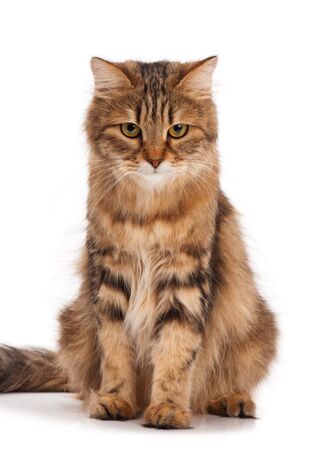 Siberian beautiful adult cat over white backgroundの写真素材