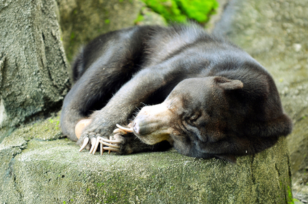 Sun Bear Sleeping on hot day