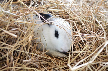 bunny rabbit portrait looking front-wiseの写真素材