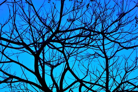 Silhouettes of branches in blue hour