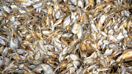 Sun dried fish. Stock-fish