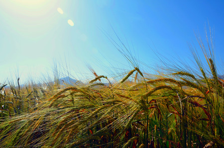 paddy fieldの写真素材