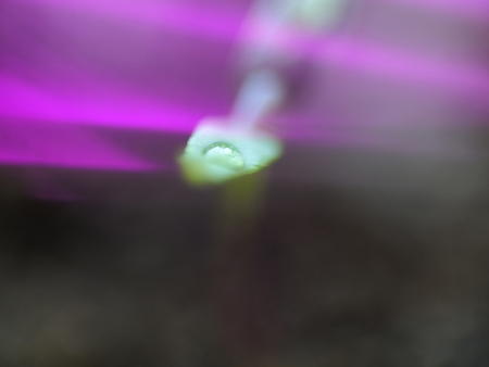 Micro shot of water droplet on pepper seedling's leaf with UV light leaking in the lens.の写真素材