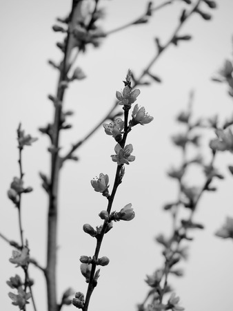 Black and white photo of peach blossoms on vertical branches starting to flower.の写真素材