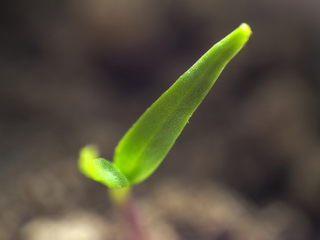 Micro shot of pepper seedling leaves pointing straight up with sunlight touching the tips.の写真素材