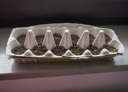 Pepper seedlings growing in a recyclable paper egg carton at varying stages in development on a window ledge.の写真素材