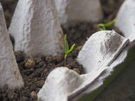 Close up or pepper seedlings growing in a recyclable paper egg carton at varying stages in development.の写真素材