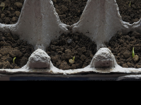 Pepper seedlings growing in a recyclable paper egg carton at varying stages in development.の写真素材