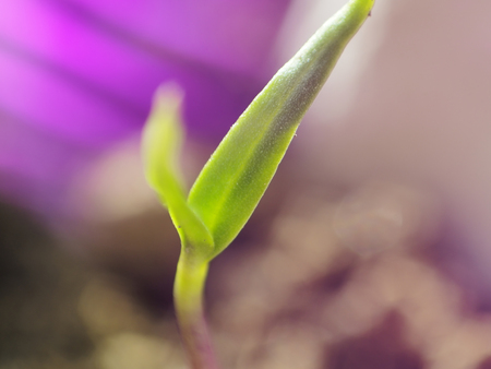 Micro shot of pepper seedling leaves pointing straight up and UV light leaking in to the lens.の写真素材