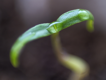 Micro shot of pepper seedling leaves with water droplets in the middle of them.の写真素材