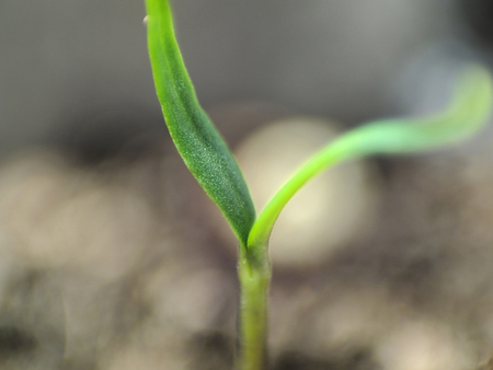 Micro shot of pepper seedling leaves.