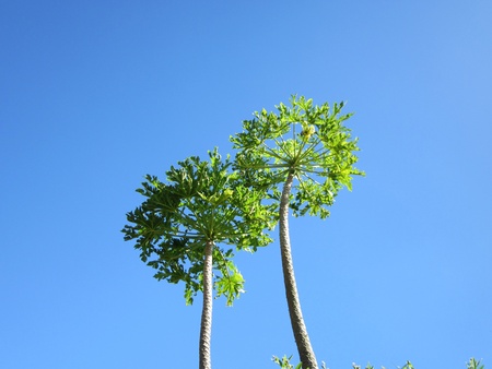 Twin trees against blue sky