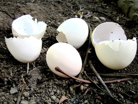 Eggs 