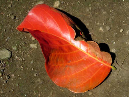Red leaf 