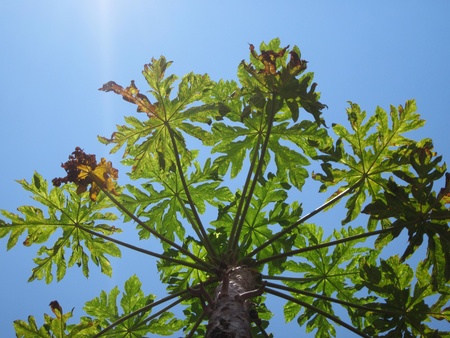 Tall papaya tree.
