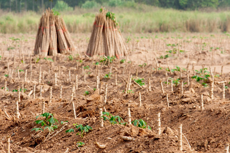 Cassava farmの写真素材