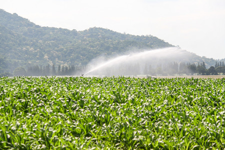 A corn field in Thailandの写真素材