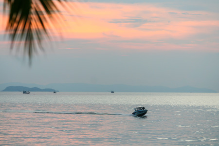 Kokonut tree at the beachの写真素材