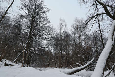 Frozen forest in the snow.の写真素材