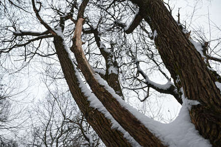 Winter landscape of frosty trees, white snow in city park.の写真素材