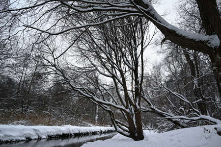 Wintertime. Landscape with forest and snow covered shore.の写真素材