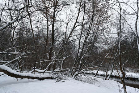 Winter forest on the river. Colorful landscape with snowy trees, river with reflection in water in cold evening.の写真素材