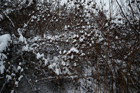 Bushes covered with snow in the Park.の写真素材