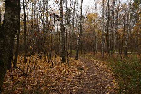 Autumn in the Forest, Wide Angle View, Long Shotの写真素材
