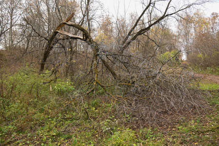 A fallen tree is always a painの写真素材