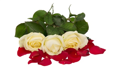 White roses on bed of red rose petals. Isolated on white.の写真素材