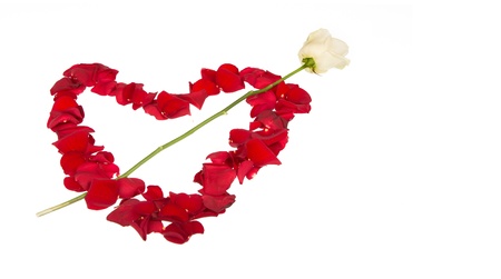 White Rose piercing petal heart, isolated on whiteの写真素材