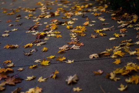 This is an image of fall leaves on concreteの写真素材