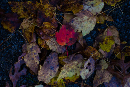 Close up of a Red Leaf Amongst Yellow and Brown Fall Leaves on the Ground