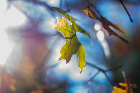 Close up of a Single Green Leaf in the Fall