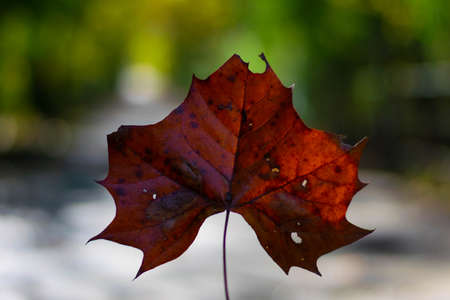 Close up of a Single Brown Fall Leaf