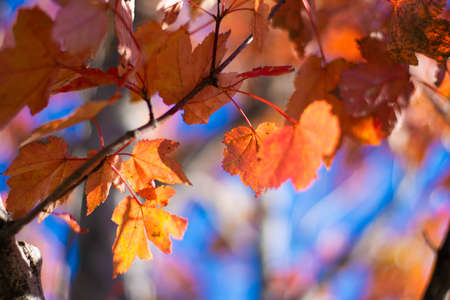 Light Red Fall Leaves Shining in the Sun