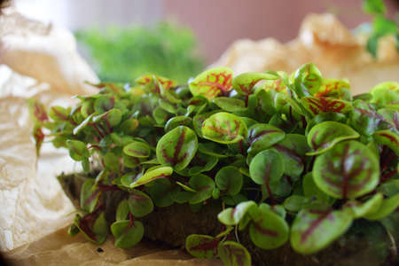 Microgreens growing background with microgreen sprouts on the table. Seed Germination at home. Vegan...