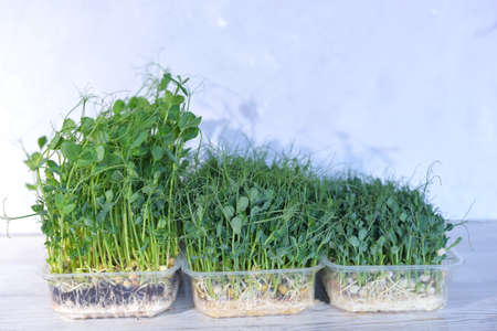 dynamics of growth of microgreens in plastic containers of green peas. Healthy lifestyle concept. Assortment of micro greens.Eating right, stay young and modern restaurant cuisine concept.の写真素材