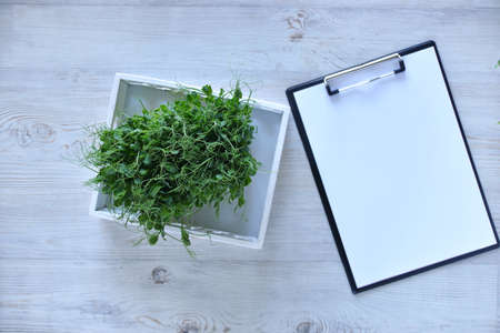 peas green young Microgreens growing background with microgreen sprouts on the table with a tablet to record and place for text. Seed Germination at home. Vegan and healthy eating conceptの写真素材