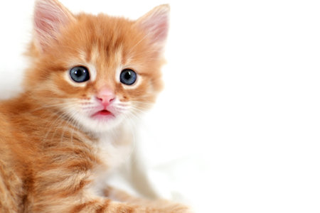close-up Beautiful bright ginger kitten on a white background plays. Young cute little red kitty. Long haired ginger kitten play at home. Cute funny home pets. space for text.の写真素材