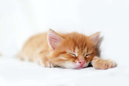 Beautiful bright red kitten on a white background plays. Young cute little red kitty. Long haired ginger kitten play at home. Cute funny home pets. Domestic animal and Young kittens.の写真素材