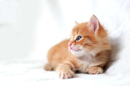 A beautiful bright red kitten on a white background looks to the side. Young cute little red kitty. Long haired ginger kitten play at home. Cute funny home pets. space for text.の写真素材